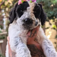 MARILYN, a female Cavapoo and Miniature Bernedoodle for sale in Sacramento, CA – Photo 5 of 6