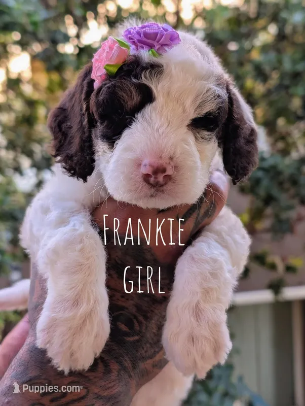 FRANKIE