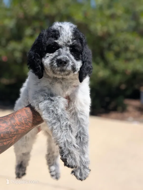 MARILYN – Cavapoo, Miniature Bernedoodle puppy for sale in Sacramento, CA