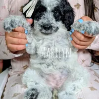 MARILYN, a female Cavapoo and Miniature Bernedoodle for sale in Sacramento, CA – Photo 1 of 6