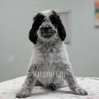 MARILYN, a female Cavapoo and Miniature Bernedoodle for sale in Sacramento, CA – Photo 2 of 6