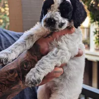 MARILYN, a female Cavapoo and Miniature Bernedoodle for sale in Sacramento, CA – Photo 4 of 6