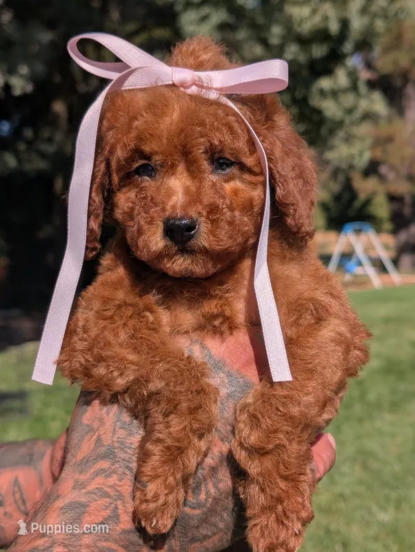 PUMPKIN SPICE  – Goldendoodle puppy for sale in Sacramento, CA