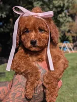 PUMPKIN SPICE , a female Goldendoodle and Poodle - Miniature  for sale in Sacramento, CA – 1 of 10