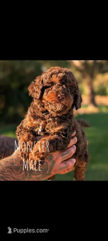MONSTER – Poodle - Miniature , Miniature Bernedoodle puppy for sale in Sacramento, CA