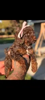 MORTICIA , a female Poodle - Miniature  and Miniature Bernedoodle for sale in Sacramento, CA – 2 of 3