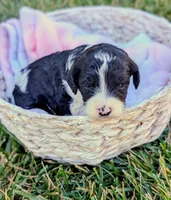 RAVEN, a female Cavapoo and Miniature Bernedoodle for sale in Sacramento, CA – 4 of 5