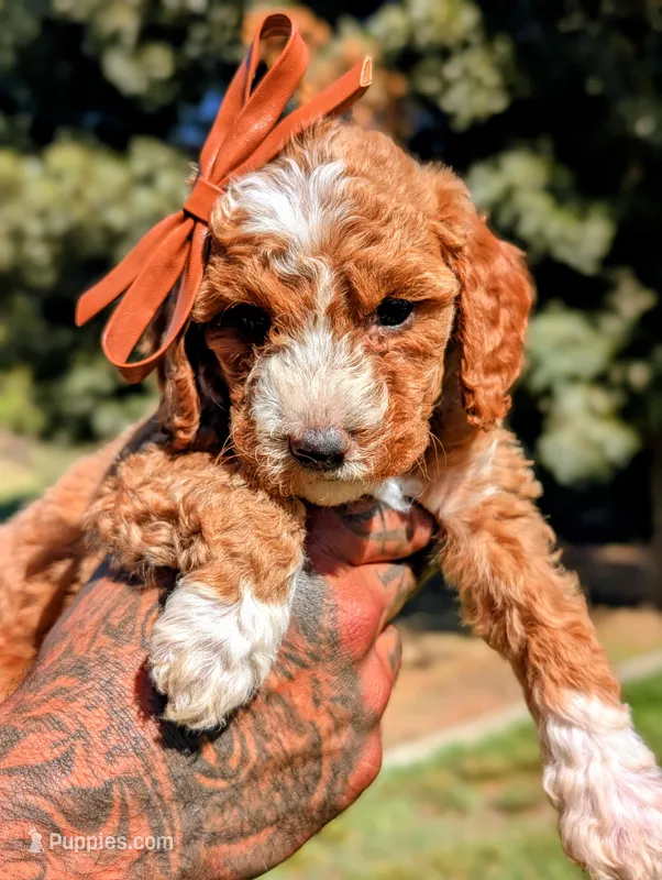 WAFFLES – Cavapoo, Poodle - Miniature  puppy for sale in Sacramento, CA