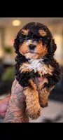 Neapolitan, a male Bernedoodle for sale in Sacramento, CA – 2 of 5