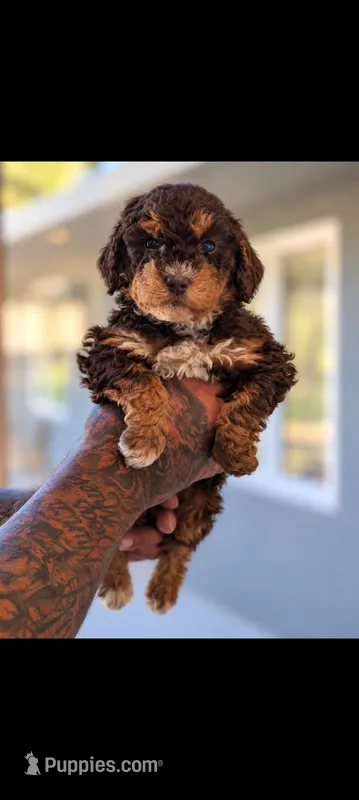 Brownie – Bernedoodle puppy for sale in Sacramento, CA