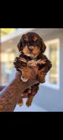 Brownie, a female Cavapoo and Bernedoodle for sale in Sacramento, CA – 1 of 5