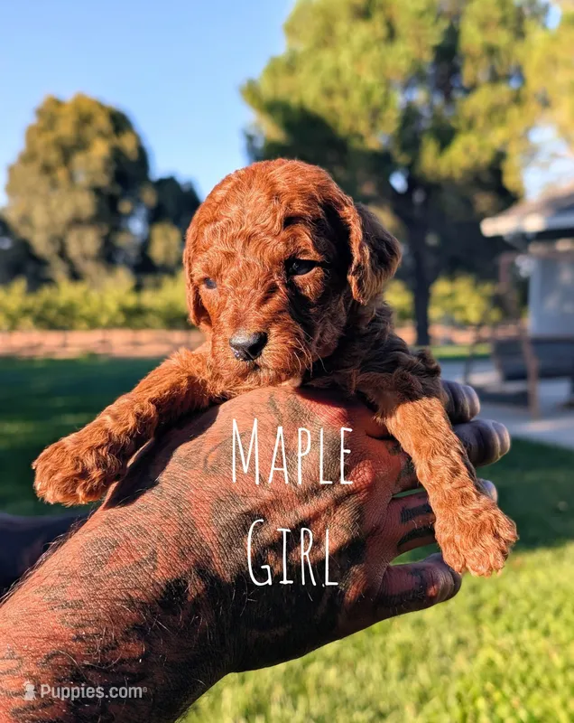 MAPLE – Goldendoodle puppy for sale in Sacramento, CA