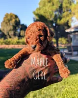 MAPLE, a male Goldendoodle for sale in Sacramento, CA – 2 of 4