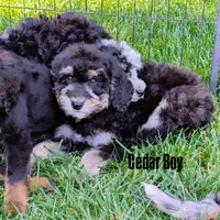 CEDAR , a female Goldendoodle and Miniature Bernedoodle for sale in Sacramento, CA – 3 of 8