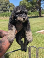 SPRUCE , a male Goldendoodle and Miniature Bernedoodle for sale in Sacramento, CA – 3 of 7