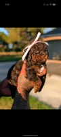 VAMPIRA, a female Poodle - Miniature  and Miniature Bernedoodle for sale in Sacramento, CA – 3 of 3