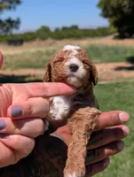 SWEET POTATO, a female Cavapoo and Poodle - Miniature  for sale in Sacramento, CA – 7 of 7