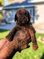 CINNAMON , a male Goldendoodle for sale in Sacramento, CA – 2 of 4