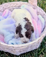 NOVA, a female Cavapoo and Miniature Bernedoodle for sale in Sacramento, CA – 5 of 5