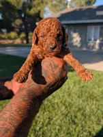 BOURBON , a male Goldendoodle for sale in Sacramento, CA – 2 of 4