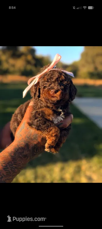 VAMPIRA – Poodle - Miniature , Miniature Bernedoodle puppy for sale in Sacramento, CA