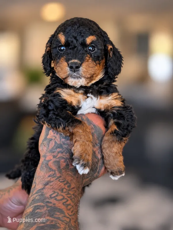ROCKY ROAD  – Cavapoo, Bernedoodle puppy for sale in Sacramento, CA