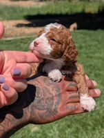 CURLY FRY , a female Cavapoo and Poodle - Miniature  for sale in Sacramento, CA – 2 of 6