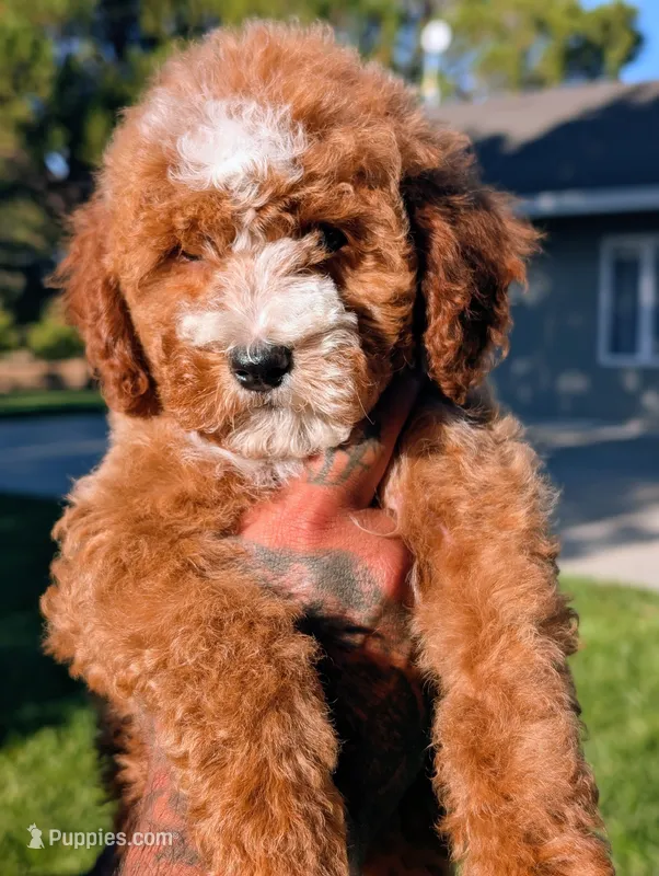 SWEET POTATO – Cavapoo, Poodle - Miniature  puppy for sale in Sacramento, CA