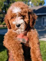 SWEET POTATO, a female Cavapoo and Poodle - Miniature  for sale in Sacramento, CA – 1 of 10