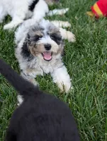 CYPRESS , a male Goldendoodle and Miniature Bernedoodle for sale in Sacramento, CA – 3 of 10