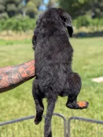 JADE, a female Miniature Bernedoodle for sale in Sacramento, CA – 4 of 9