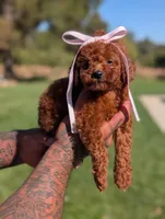 AUTUMN, a female Goldendoodle and Poodle - Miniature  for sale in Sacramento, CA – 2 of 10