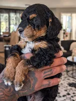 ROCKY ROAD , a male Cavapoo and Bernedoodle for sale in Sacramento, CA – 2 of 5