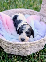 SALEMB, a female Cavapoo and Miniature Bernedoodle for sale in Sacramento, CA – 1 of 4