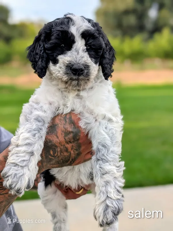 SALEM – Cavapoo, Miniature Bernedoodle puppy for sale in Sacramento, CA