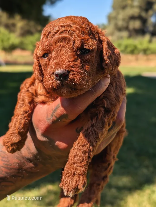 SHORTCAKE 🍰 – Poodle - Toy , Poodle - Miniature  puppy for sale in Sacramento, CA