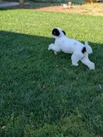 MAGGIE, a female Cavapoo and Bernedoodle for sale in Sacramento, CA – Photo 4 of 5