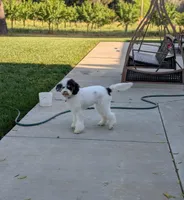 MAGGIE, a female Cavapoo and Bernedoodle for sale in Sacramento, CA – Photo 3 of 5