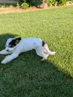 MAGGIE, a female Cavapoo and Bernedoodle for sale in Sacramento, CA – Photo 5 of 5