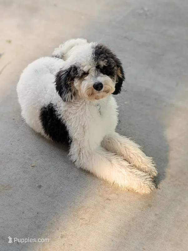 MAGGIE – Cavapoo, Bernedoodle puppy for sale in Sacramento, CA