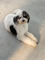 MAGGIE, a female Cavapoo and Bernedoodle for sale in Sacramento, CA – Photo 1 of 5