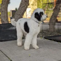 MAGGIE, a female Cavapoo and Bernedoodle for sale in Sacramento, CA – Photo 2 of 5