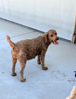 CHAI, a male Goldendoodle for sale in Sacramento, CA – 6 of 6