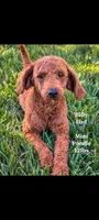 Brownie, a female Cavapoo and Bernedoodle for sale in Sacramento, CA – 4 of 5