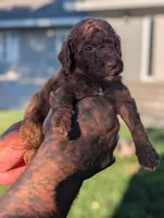CINNAMON , a male Goldendoodle for sale in Sacramento, CA – 3 of 4