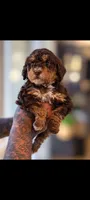 Brownie, a female Cavapoo and Bernedoodle for sale in Sacramento, CA – 3 of 5