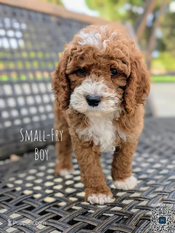 SMALL FRY – Cavapoo, Poodle - Miniature  puppy for sale in Sacramento, CA