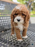 SMALL FRY, a male Cavapoo and Poodle - Miniature  for sale in Sacramento, CA – 3 of 10