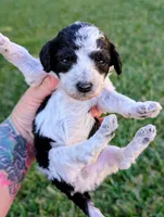 SALEMB, a female Cavapoo and Miniature Bernedoodle for sale in Sacramento, CA – 3 of 4