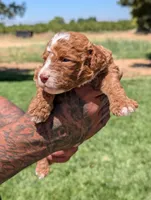 RUFFLES, a female Cavapoo and Poodle - Miniature  for sale in Sacramento, CA – 4 of 5